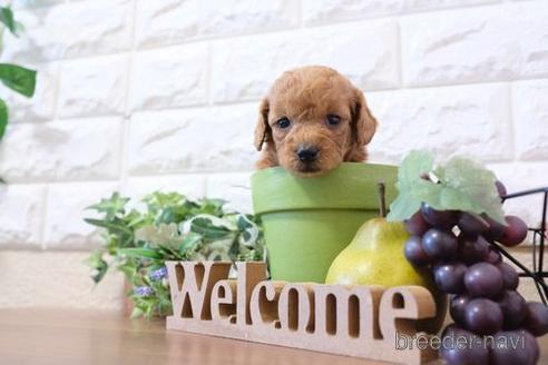 成約済の滋賀県のトイプードル-204354の3枚目