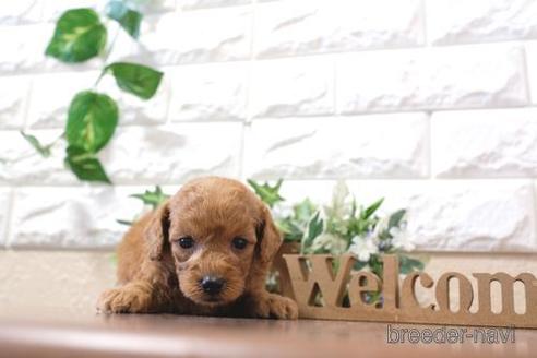 成約済の滋賀県のトイプードル-204354の2枚目