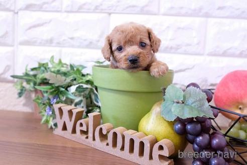 成約済の滋賀県のトイプードル-204356の2枚目