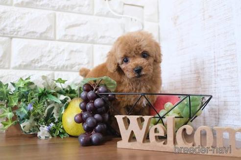 成約済の滋賀県のトイプードル-204358