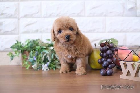 成約済の滋賀県のトイプードル-204358の6枚目