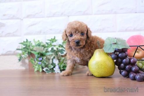 成約済の滋賀県のトイプードル-204358の3枚目