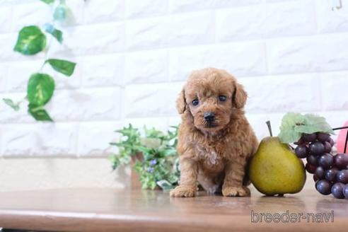 成約済の滋賀県のトイプードル-204358の2枚目