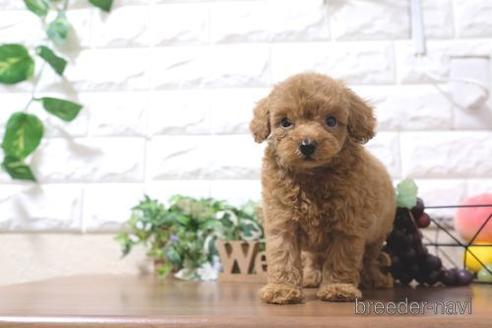 成約済の滋賀県のトイプードル-204388