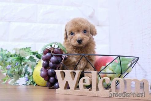 成約済の滋賀県のトイプードル-204388の6枚目