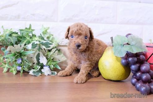 成約済の滋賀県のトイプードル-204388の3枚目