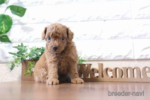 成約済の滋賀県のトイプードル-204388の2枚目