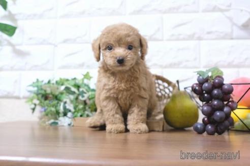 成約済の滋賀県のトイプードル-204399