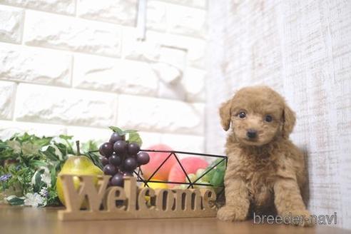 成約済の滋賀県のトイプードル-204399の6枚目