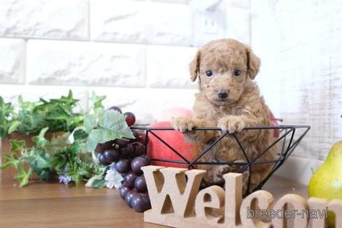 成約済の滋賀県のトイプードル-204399の2枚目