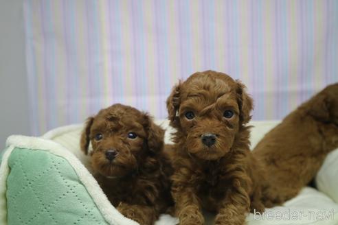 成約済の山梨県のトイプードル-206637の6枚目