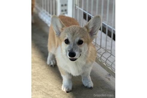 成約済の石川県のウェルシュコーギーペンブローク-195485の5枚目