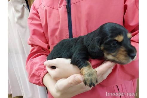 成約済の山口県のスタンダードダックスフンド-206649の3枚目