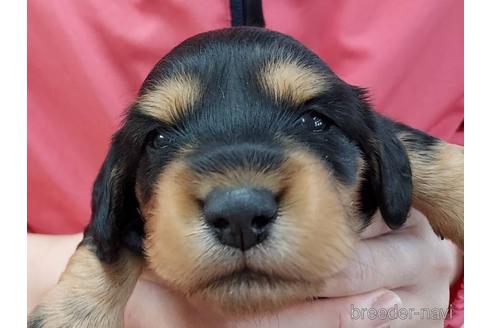 成約済の山口県のミニチュアダックスフンド(ロングヘアード)-206650の3枚目