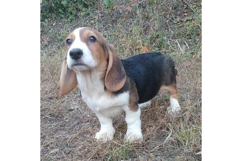 成約済の神奈川県のミックス犬-196351の3枚目