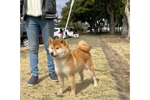 成約済の千葉県の柴犬-206750の2枚目