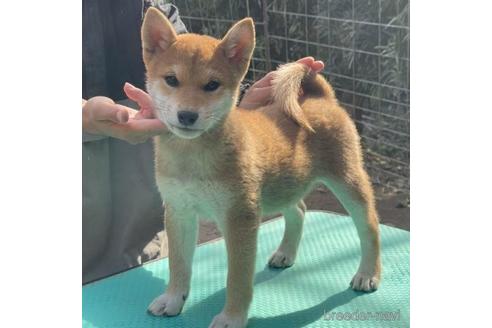 成約済の千葉県の柴犬-206751の1枚目