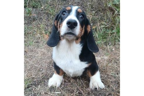 成約済の神奈川県のミックス犬-194254の3枚目