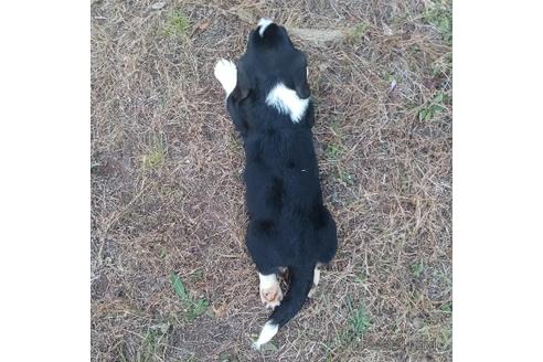 成約済の神奈川県のミックス犬-194254の2枚目