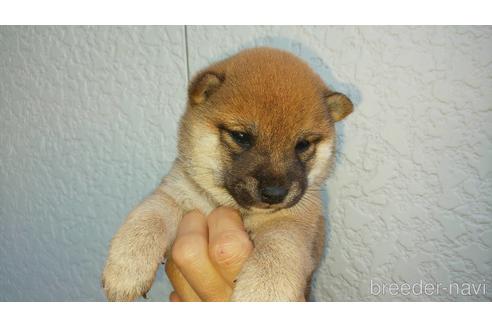 成約済の福岡県の豆柴-206782の2枚目