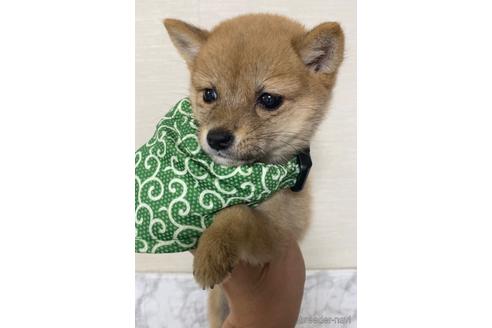 成約済の茨城県の豆柴-202420の4枚目