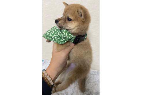 成約済の茨城県の豆柴-202420の3枚目