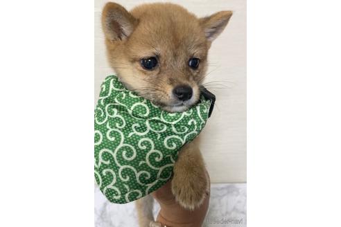 成約済の茨城県の豆柴-202420の5枚目