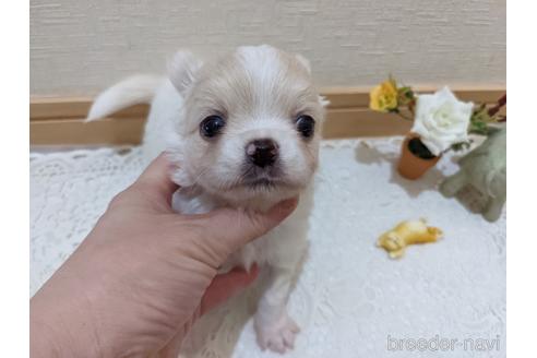 成約済の広島県のチワワ(ロングコート)-204657の24枚目