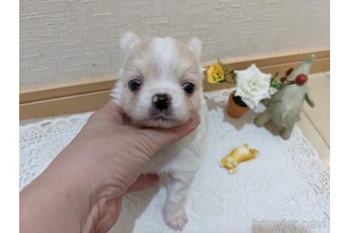 成約済の広島県のチワワ(ロングコート)-204657の23枚目
