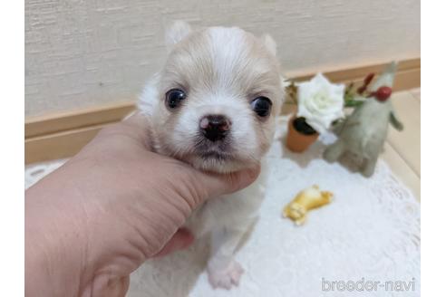 成約済の広島県のチワワ(ロングコート)-204657の21枚目