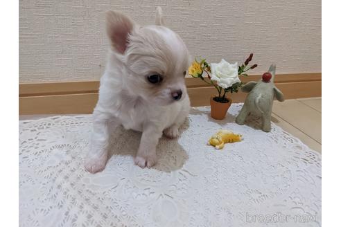 成約済の広島県のチワワ(ロングコート)-204657の20枚目