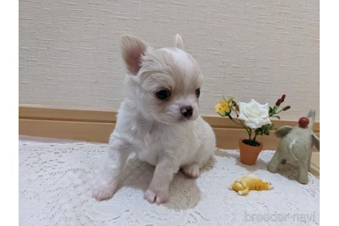 成約済の広島県のチワワ(ロングコート)-204657の18枚目
