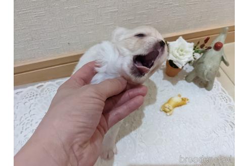 成約済の広島県のチワワ(ロングコート)-204657の16枚目