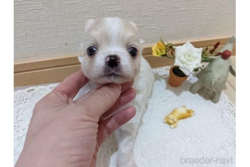成約済の広島県のチワワ(ロングコート)-204657の15枚目