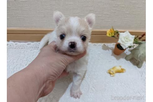成約済の広島県のチワワ(ロングコート)-204657の12枚目