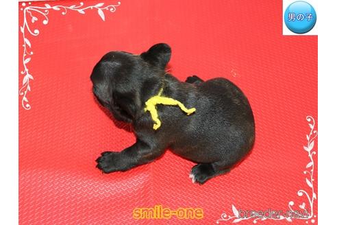 成約済の神奈川県のフレンチブルドッグ-206921の6枚目