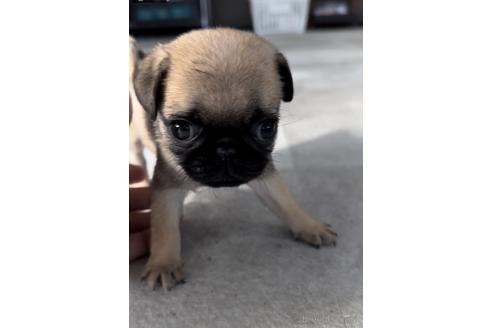 成約済の福岡県のパグ-204841の4枚目