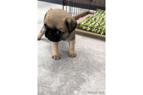 成約済の福岡県のパグ-204841の5枚目