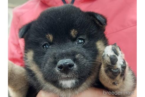 成約済の山口県の柴犬-204220の1枚目