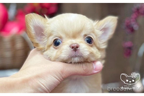 成約済の愛知県のチワワ(ロングコート)-206977の1枚目