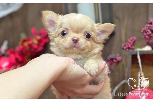 成約済の愛知県のチワワ(ロングコート)-206977の2枚目