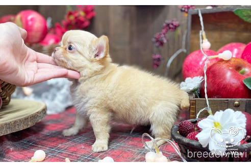 成約済の愛知県のチワワ(ロングコート)-206977の3枚目
