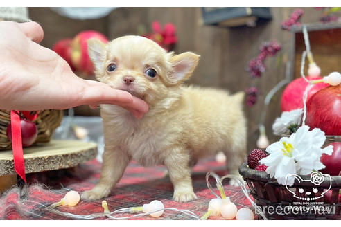 成約済の愛知県のチワワ(ロングコート)-206977の4枚目
