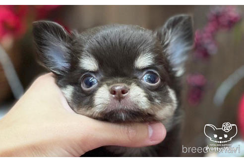 成約済の愛知県のチワワ(ロングコート)-206978の1枚目