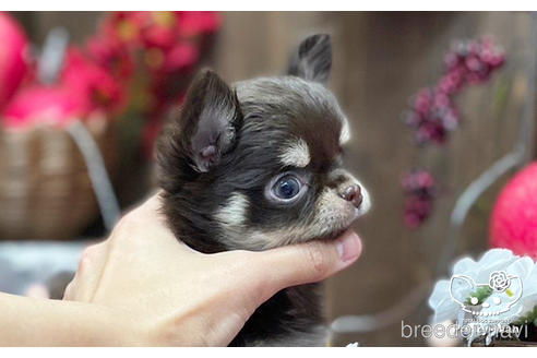 成約済の愛知県のチワワ(ロングコート)-206978の4枚目