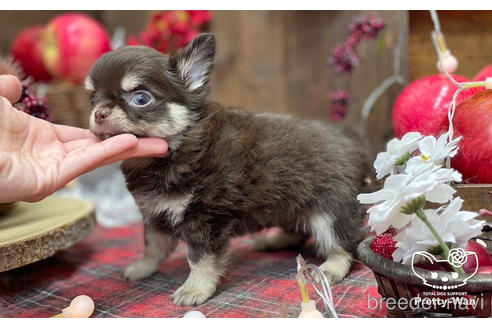 成約済の愛知県のチワワ(ロングコート)-206978の2枚目