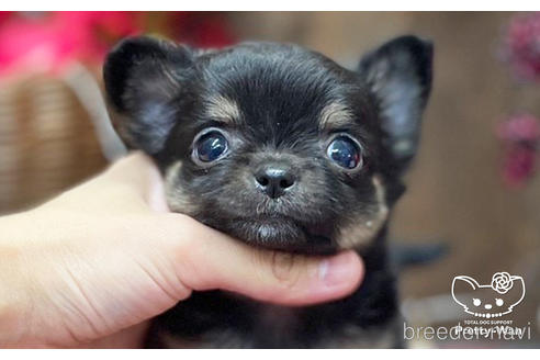 成約済の愛知県のチワワ(ロングコート)-206979の10枚目