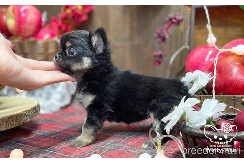 成約済の愛知県のチワワ(ロングコート)-206979の11枚目