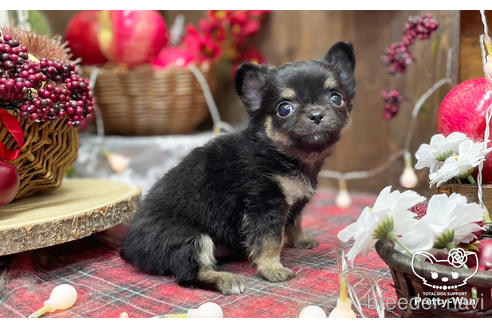 成約済の愛知県のチワワ(ロングコート)-206979の12枚目