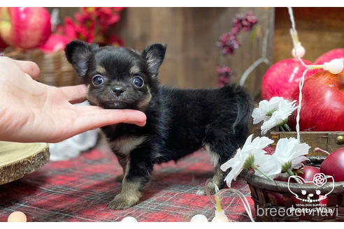 成約済の愛知県のチワワ(ロングコート)-206979の13枚目
